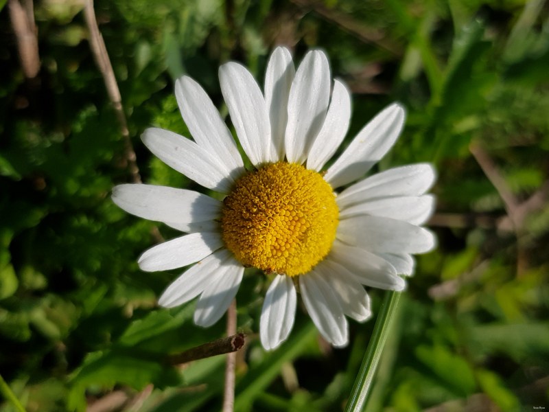 Danube Flowers 2017 - 04-2017-09-29 12.09.58